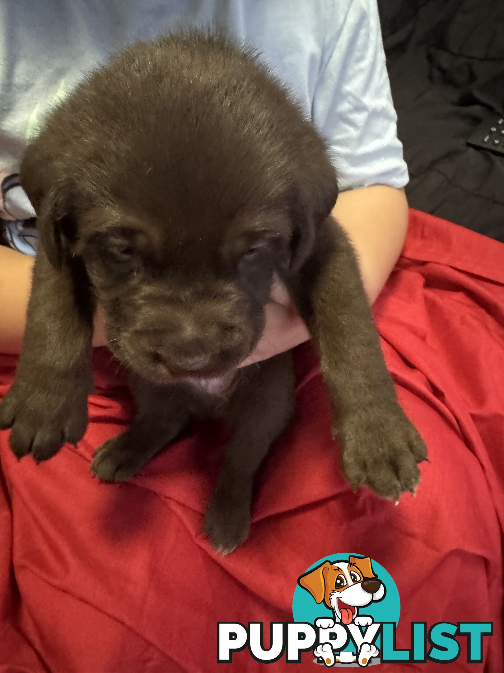 Purebred Labrador Puppies