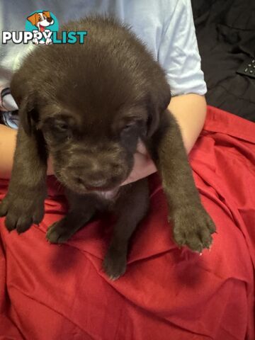 Purebred Labrador Puppies