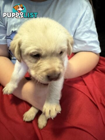 Purebred Labrador Puppies