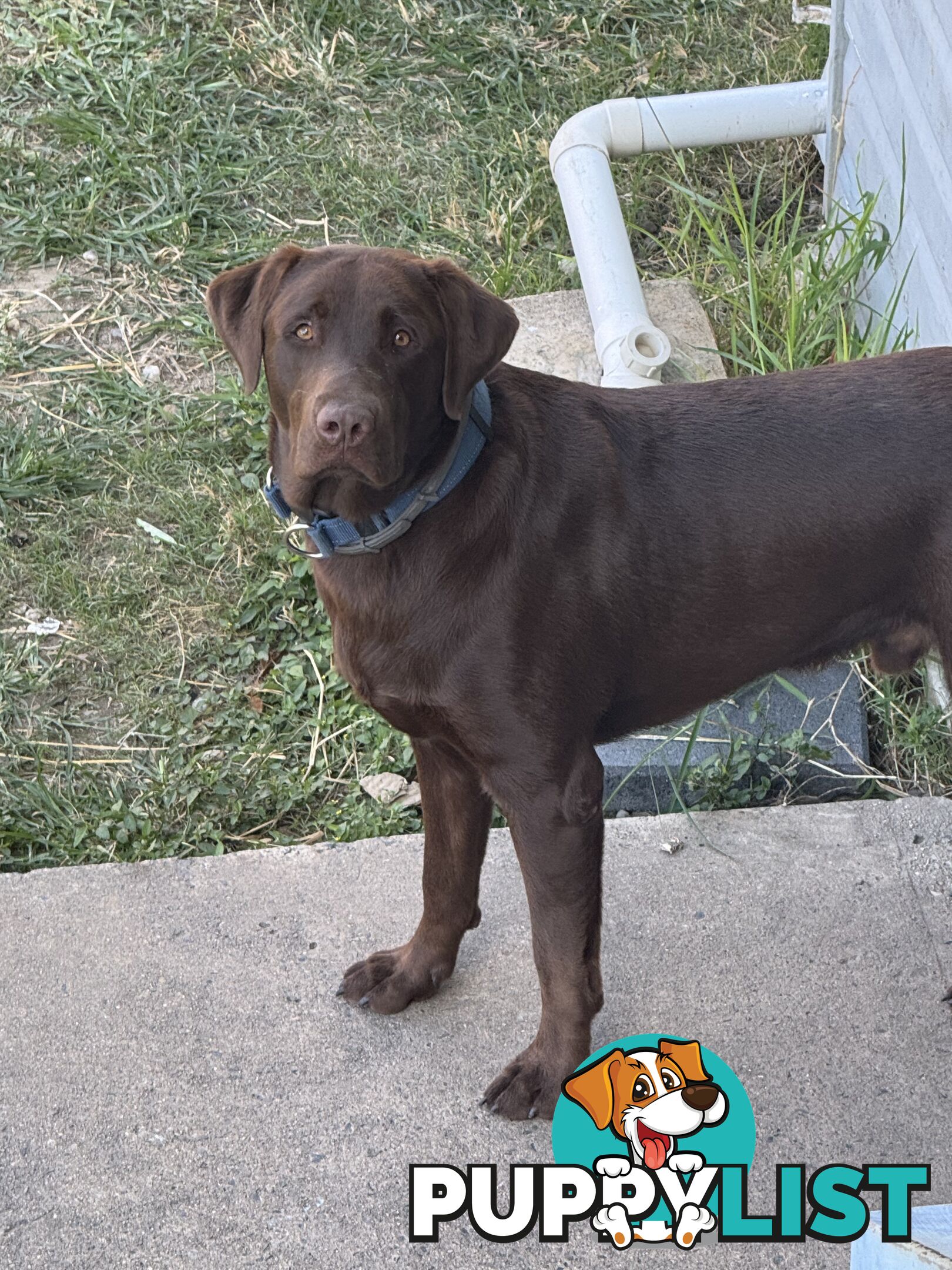 Purebred Labrador Puppies