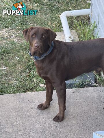 Purebred Labrador Puppies