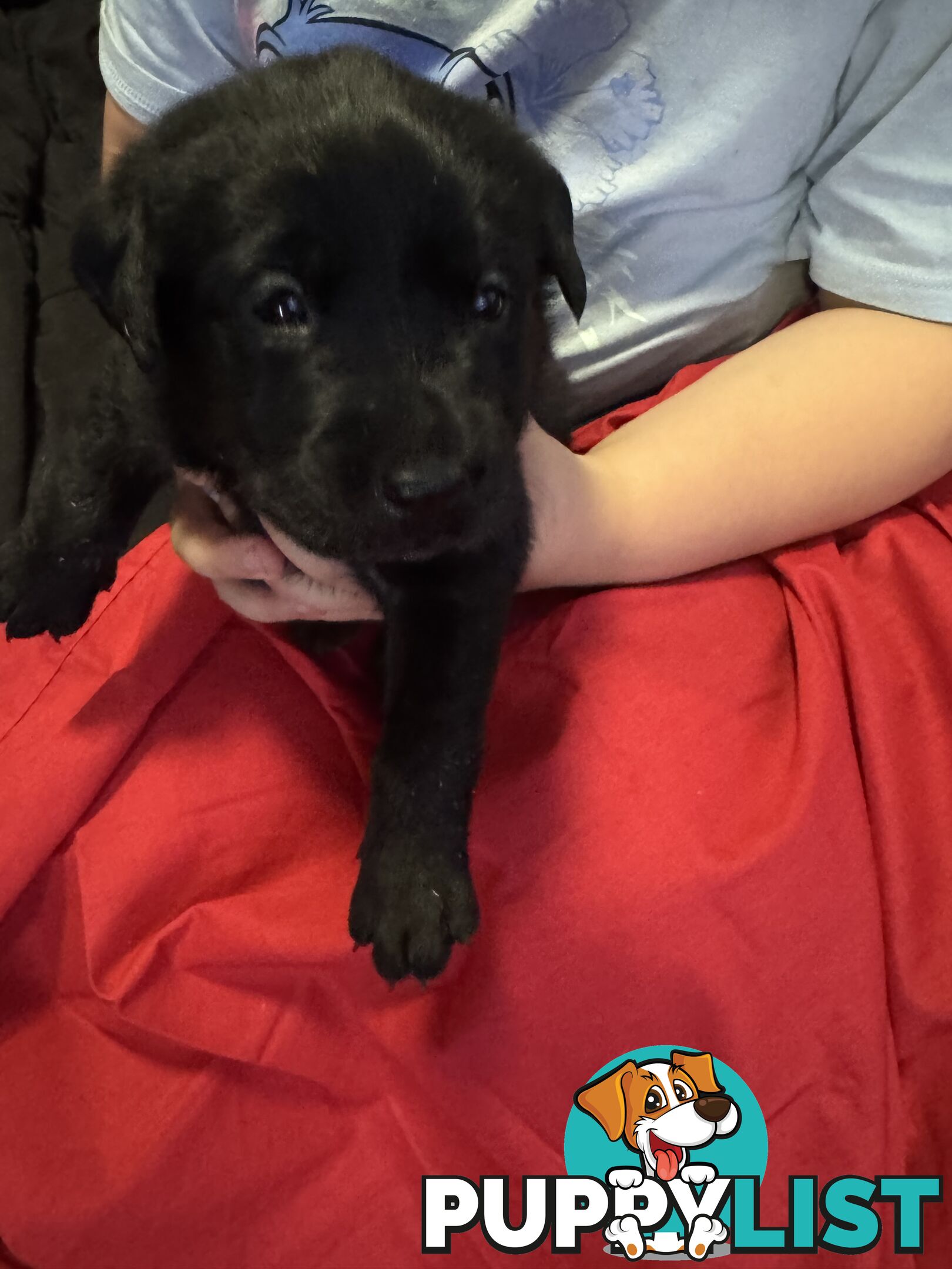 Purebred Labrador Puppies