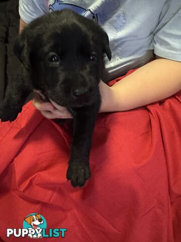 Purebred Labrador Puppies