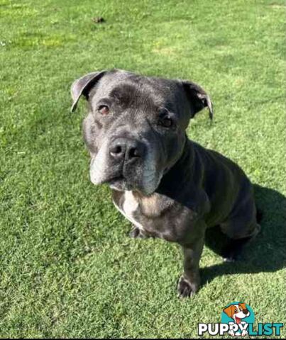 English Staffordshire bull terrier puppies