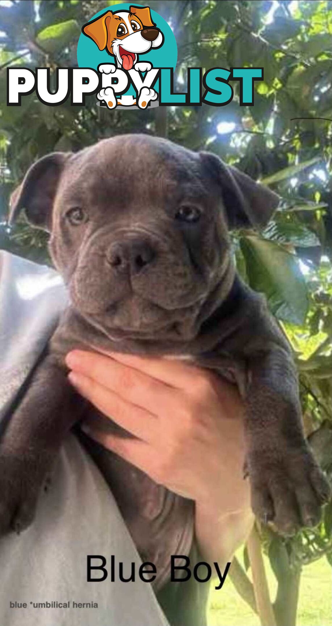 English Staffordshire bull terrier puppies