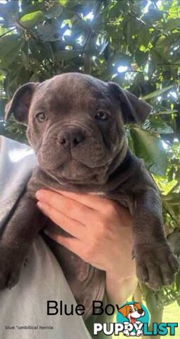 English Staffordshire bull terrier puppies