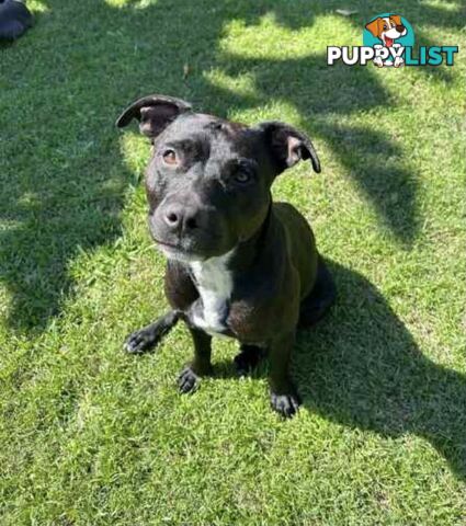 English Staffordshire bull terrier puppies