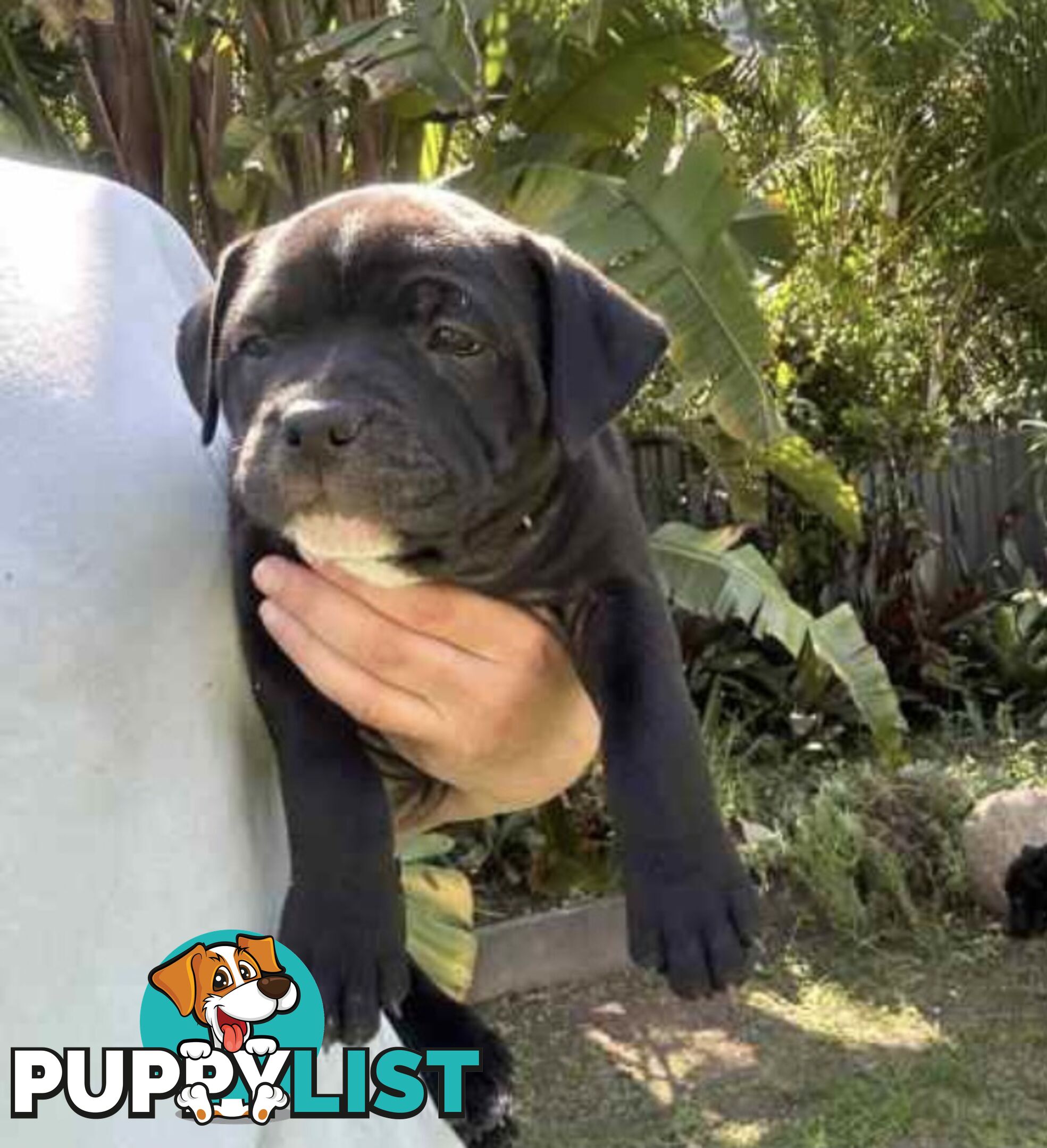 English Staffordshire bull terrier puppies