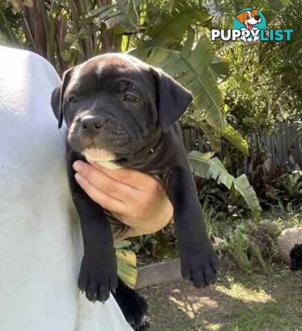 English Staffordshire bull terrier puppies