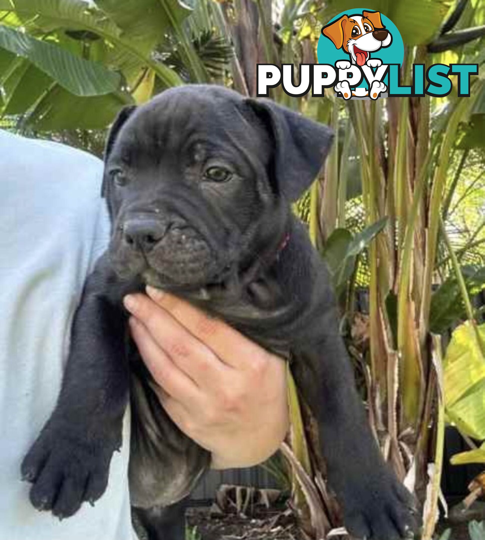 English Staffordshire bull terrier puppies