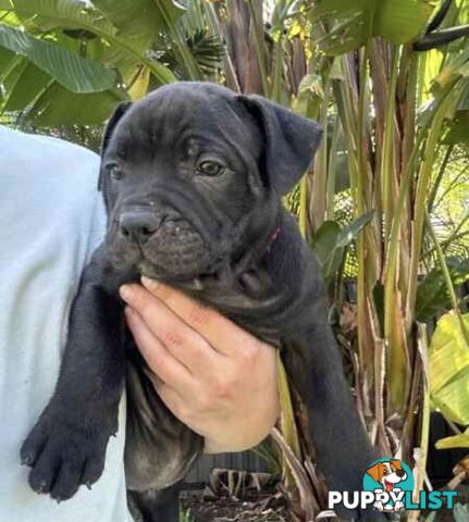 English Staffordshire bull terrier puppies