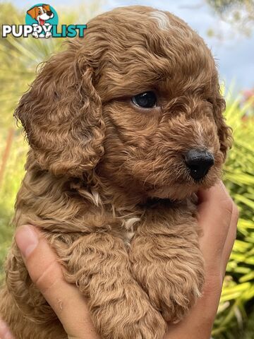 Toy Cavoodles/ 3rd gen