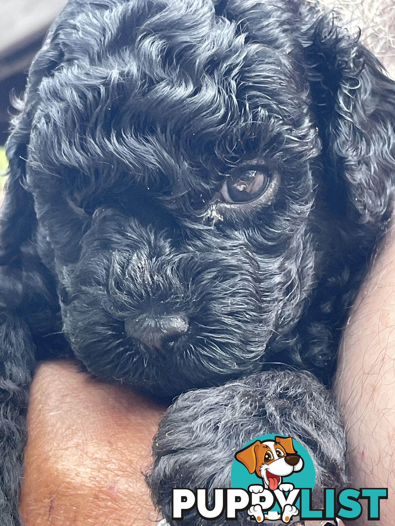 Toy Cavoodles/ 3rd gen