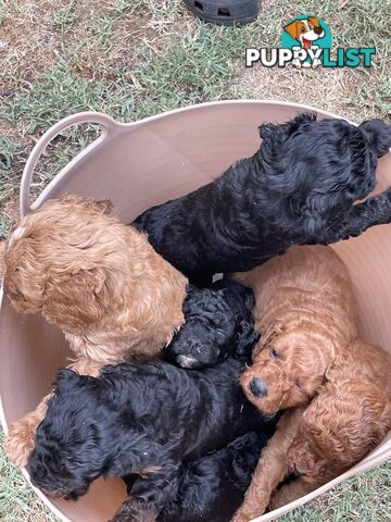 Toy Cavoodles/ 3rd gen