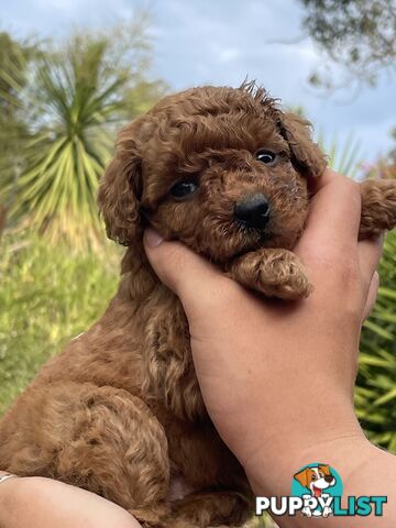 Toy Cavoodles/ 3rd gen