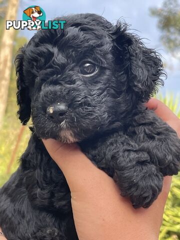 Toy Cavoodles/ 3rd gen