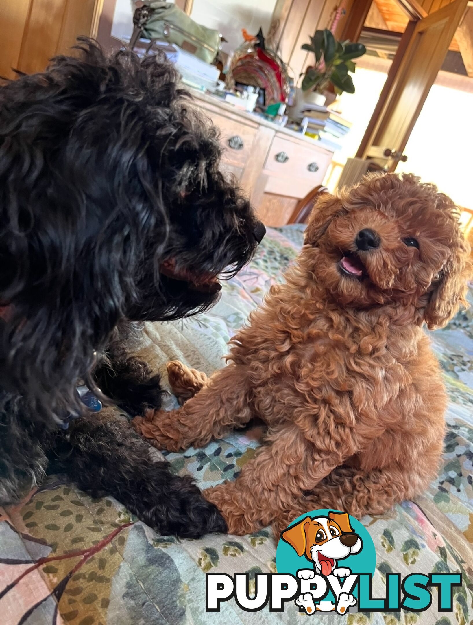 Toy Cavoodles/ 3rd gen