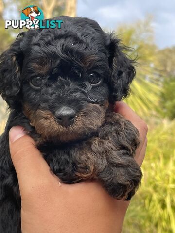 Toy Cavoodles/ 3rd gen