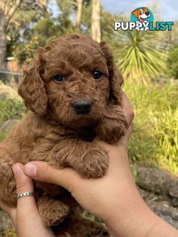 Toy Cavoodles/ 3rd gen