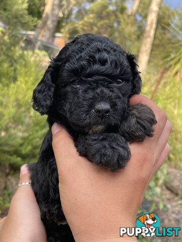 Toy Cavoodles/ 3rd gen