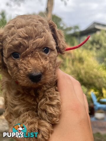 Miniature Poodles, Ruby