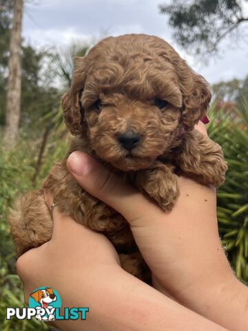 Miniature Poodles, Ruby