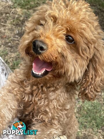 Miniature Poodles, Ruby