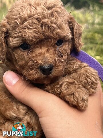 Miniature Poodles, Ruby