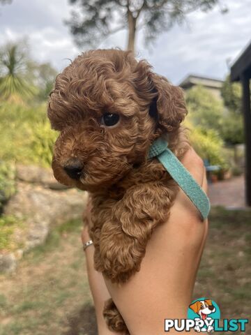 Miniature Poodles, Ruby