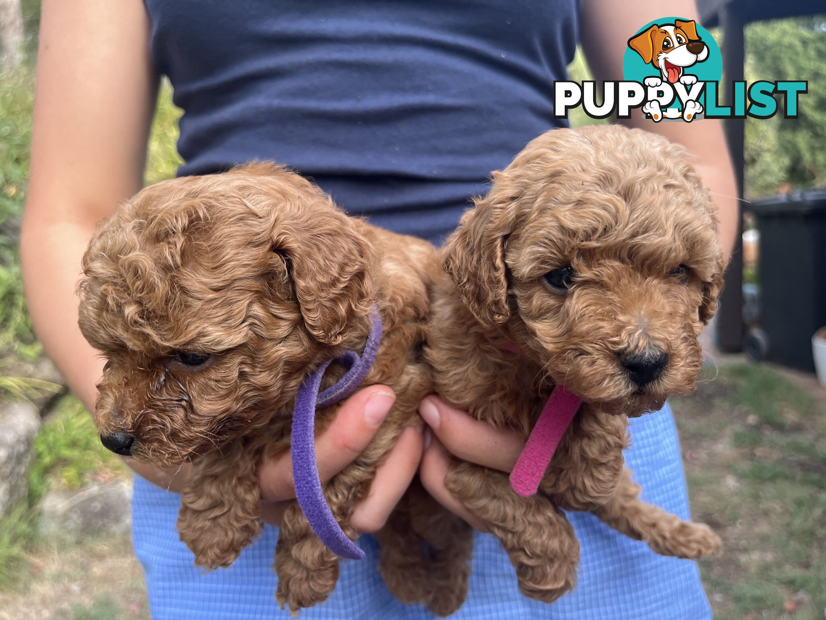 Miniature Poodles, Ruby