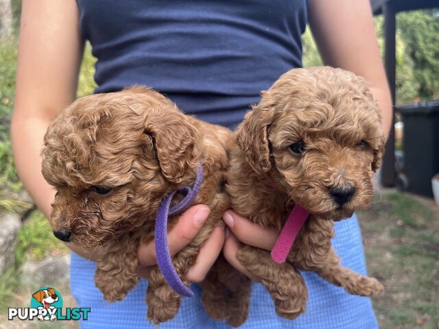 Miniature Poodles, Ruby