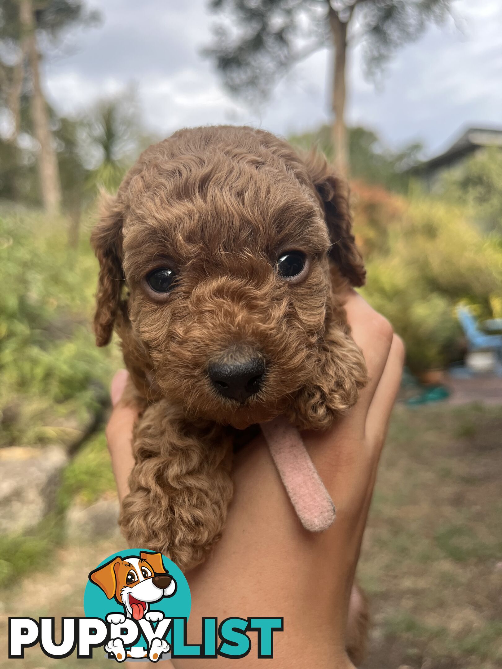 Miniature Poodles, Ruby