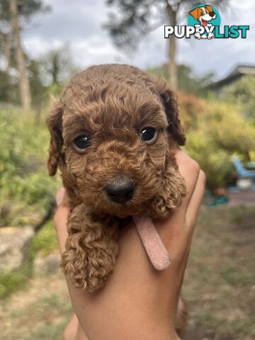 Miniature Poodles, Ruby