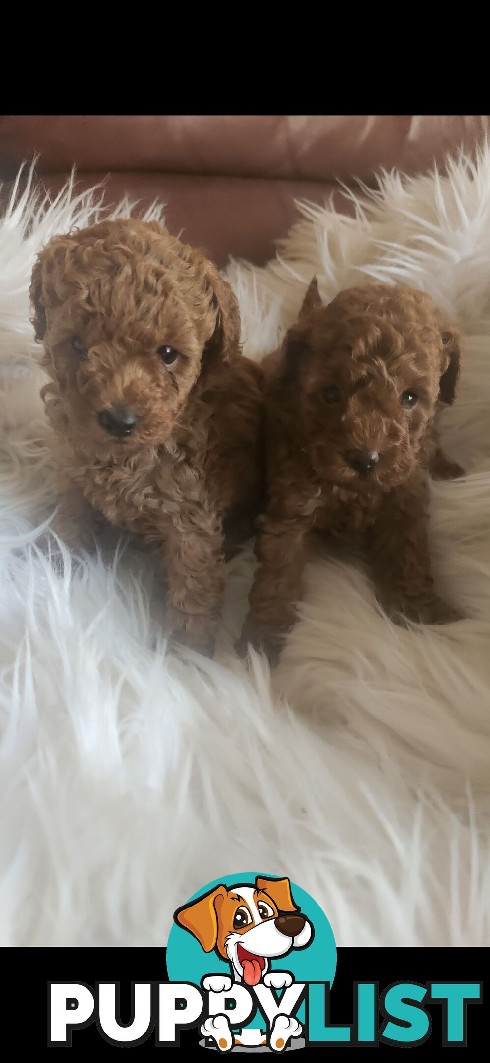 Toy Poodle Pups papered registered with dogs vic Quality