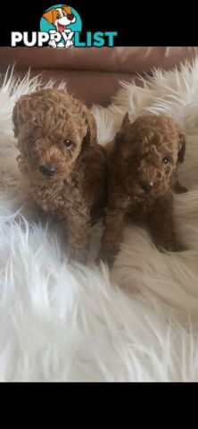 Toy Poodle Pups papered registered with dogs vic Quality