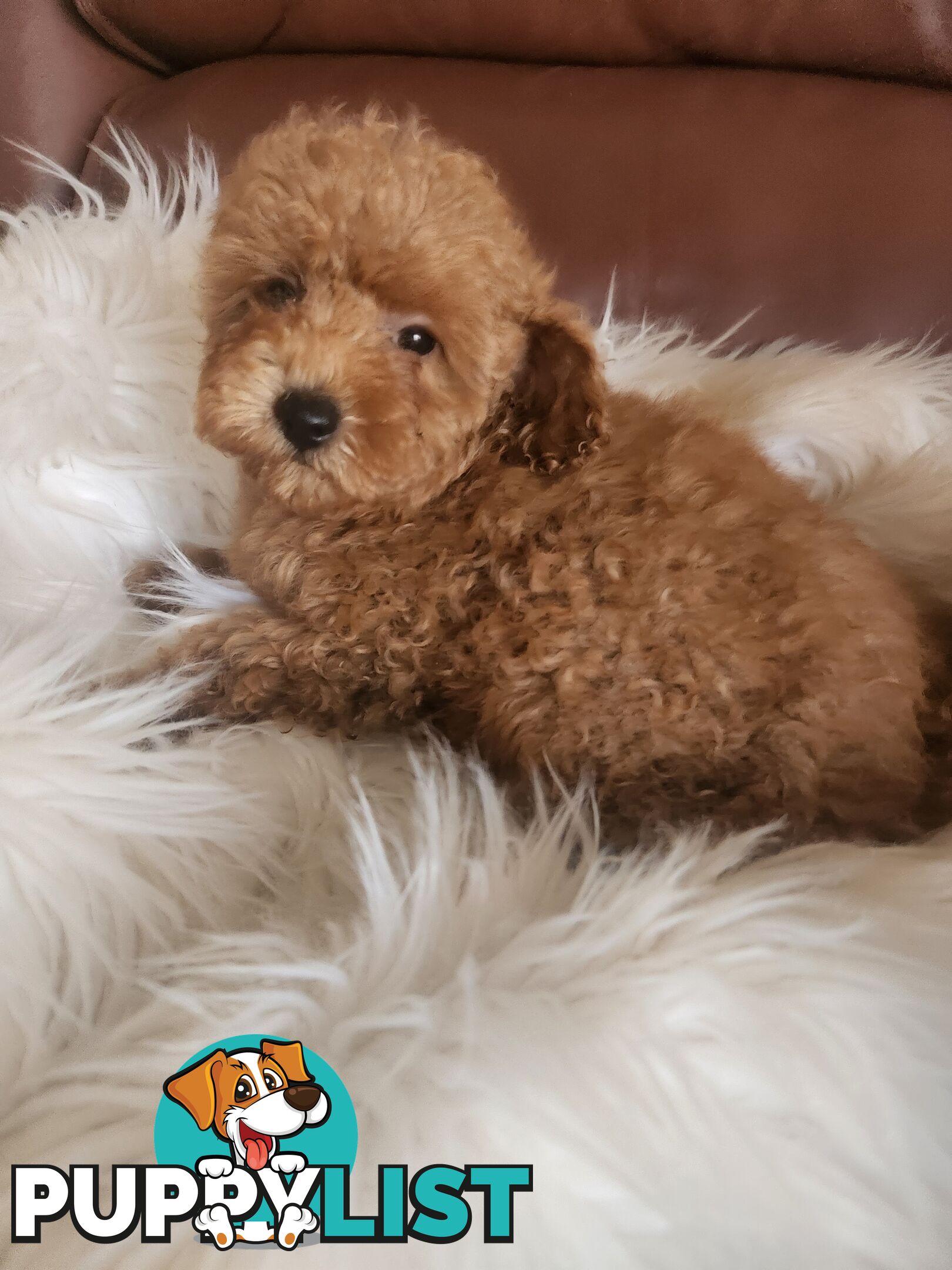 Toy Poodle Pups papered registered with dogs vic Quality