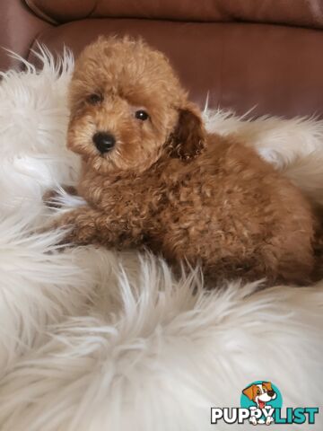 Toy Poodle Pups papered registered with dogs vic Quality