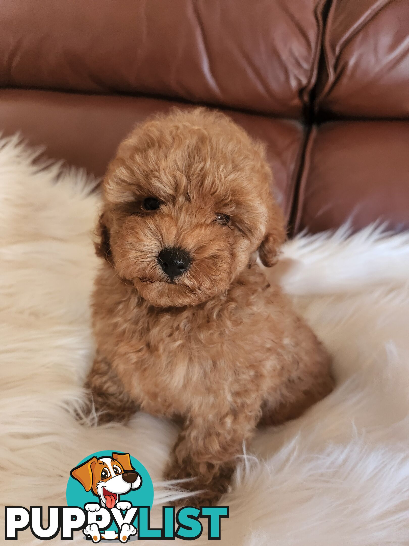 Toy Poodle Pups papered registered with dogs vic Quality