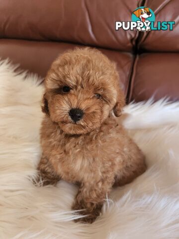 Toy Poodle Pups papered registered with dogs vic Quality