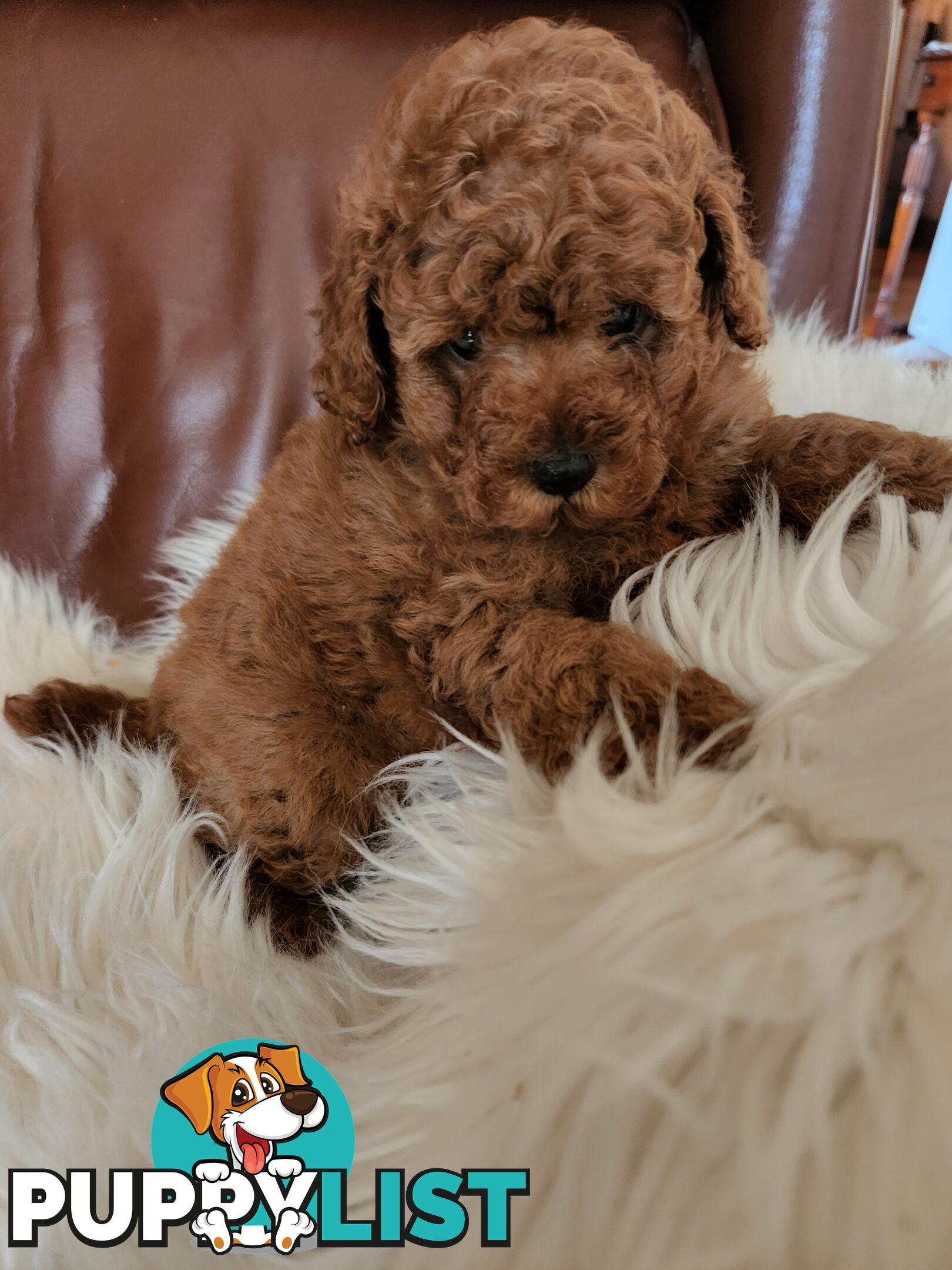 Toy Poodle Pups papered registered with dogs vic Quality