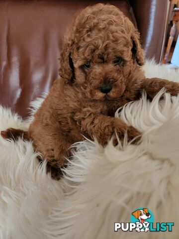 Toy Poodle Pups papered registered with dogs vic Quality