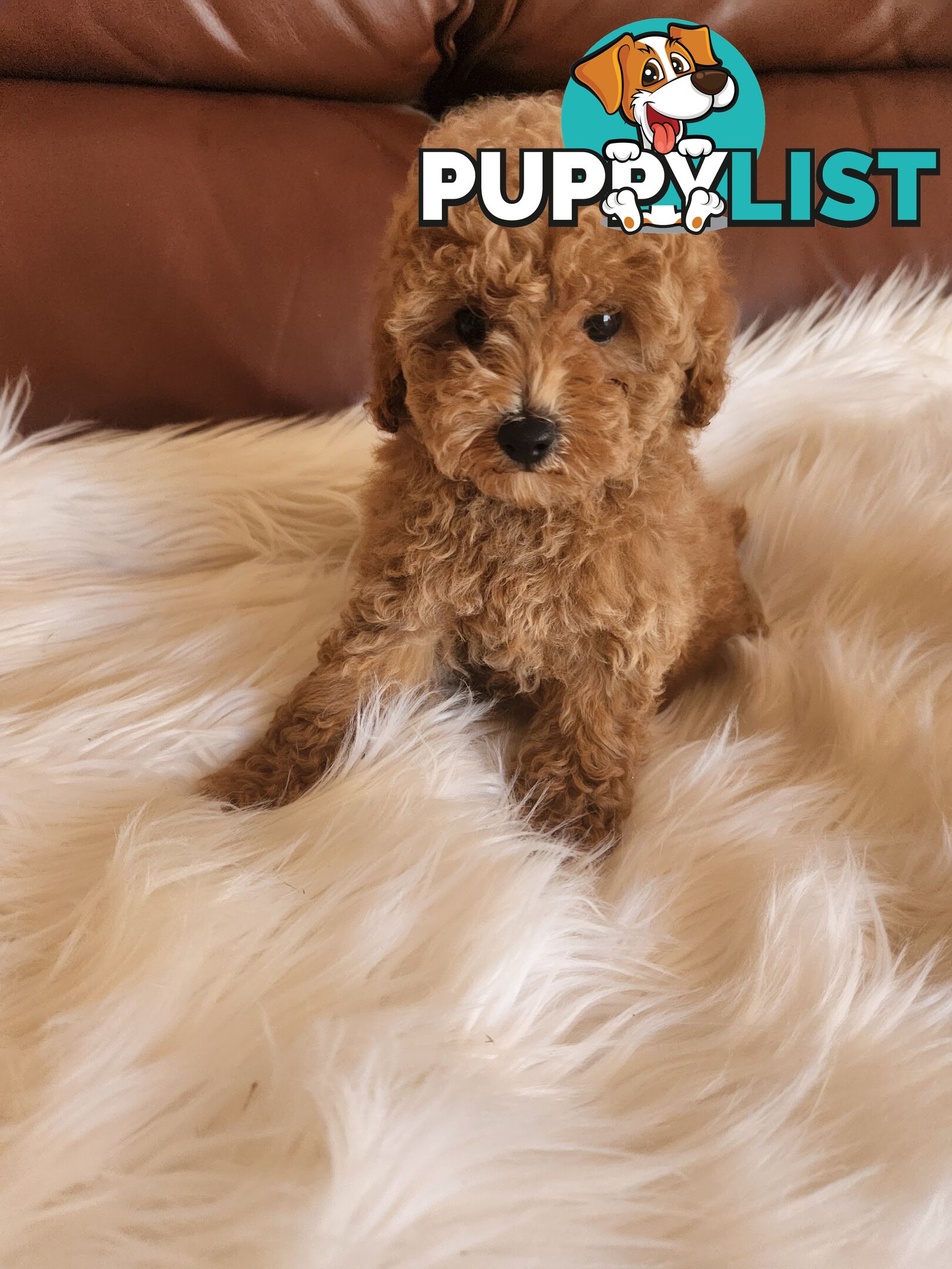 Toy Poodle Pups papered registered with dogs vic Quality