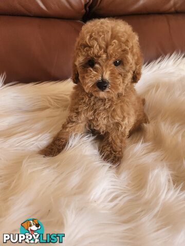 Toy Poodle Pups papered registered with dogs vic Quality