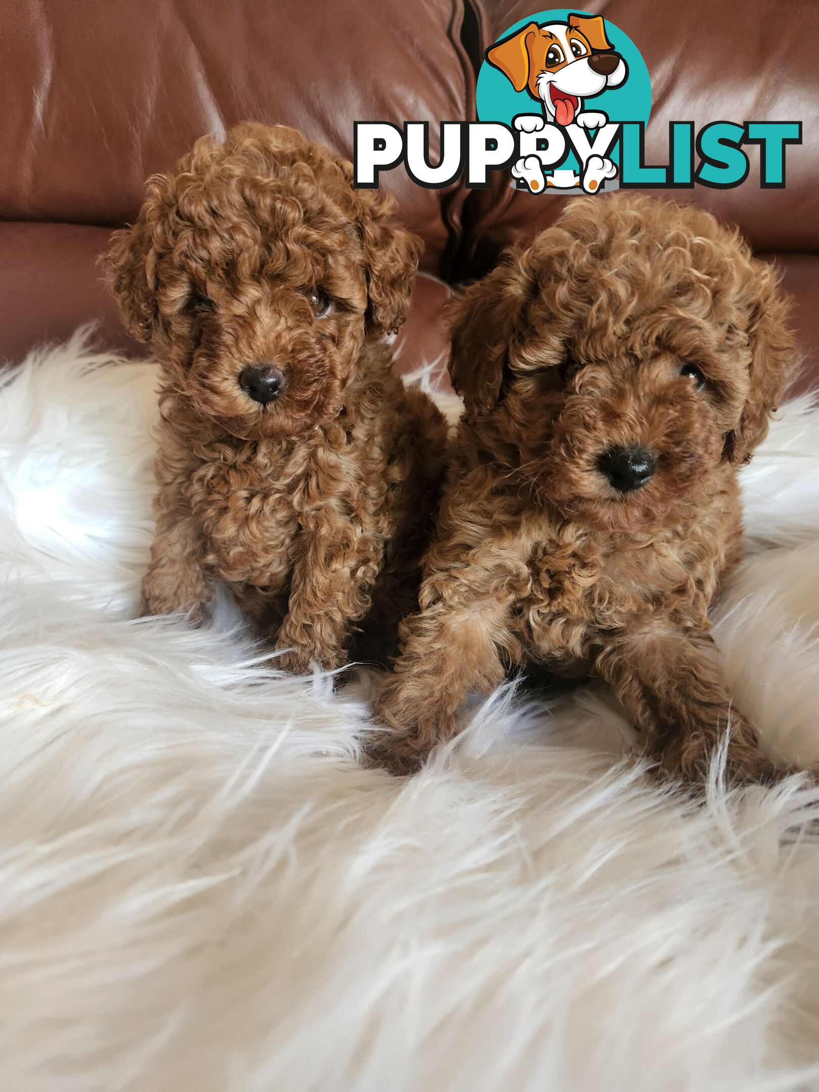 Toy Poodle Pups papered registered with dogs vic Quality