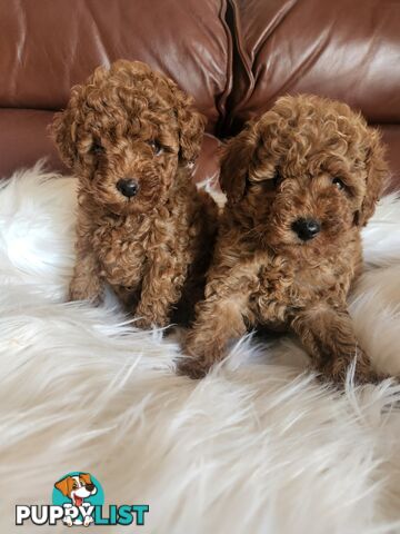 Toy Poodle Pups papered registered with dogs vic Quality