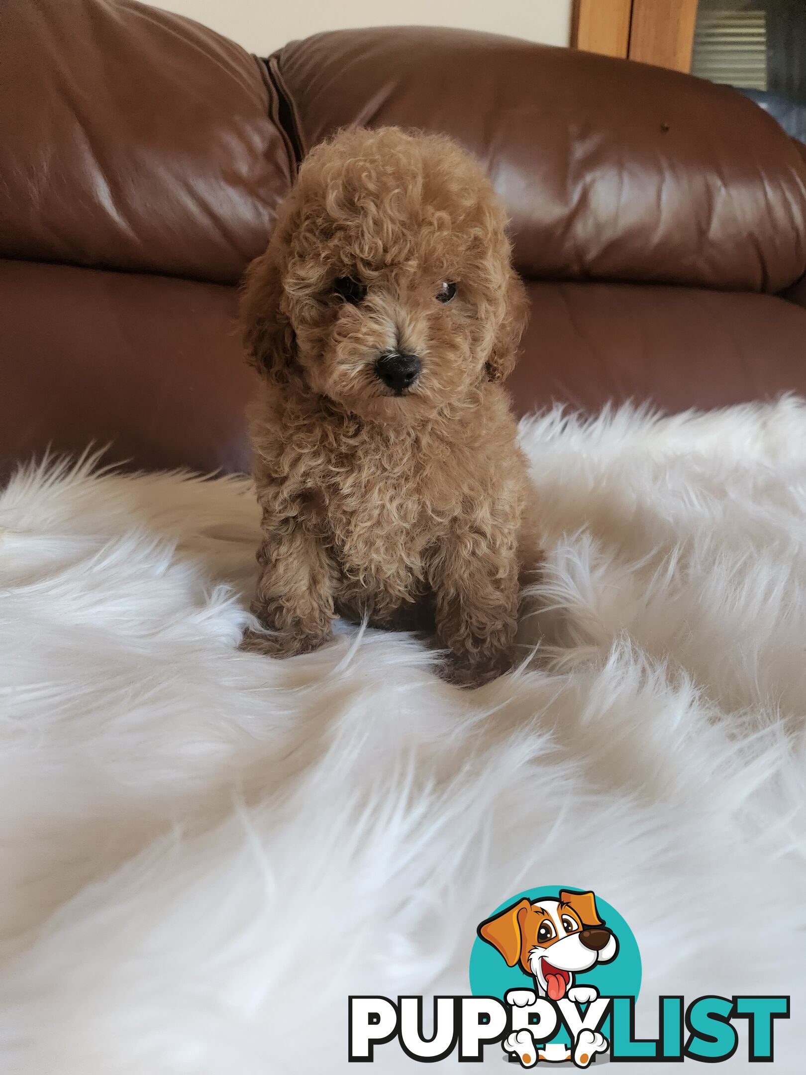 Toy Poodle Pups papered registered with dogs vic Quality