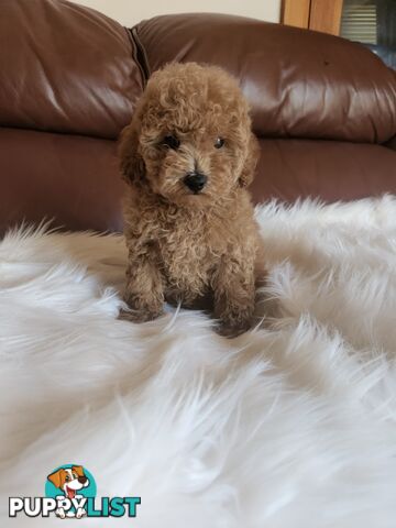 Toy Poodle Pups papered registered with dogs vic Quality