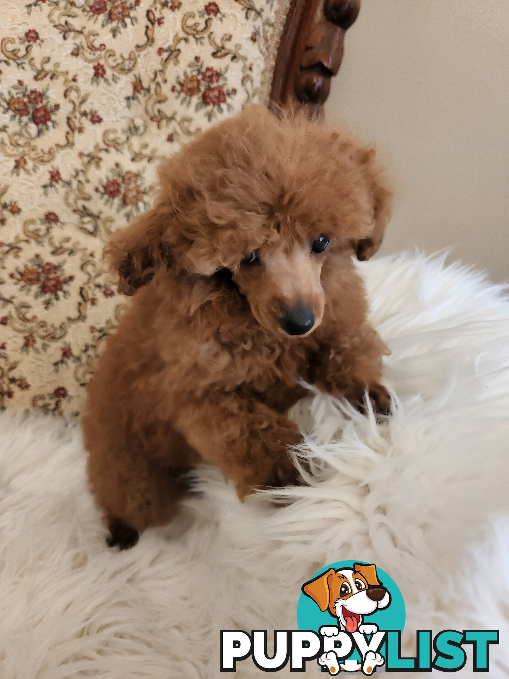 Toy Poodle Pups papered registered with dogs vic Quality