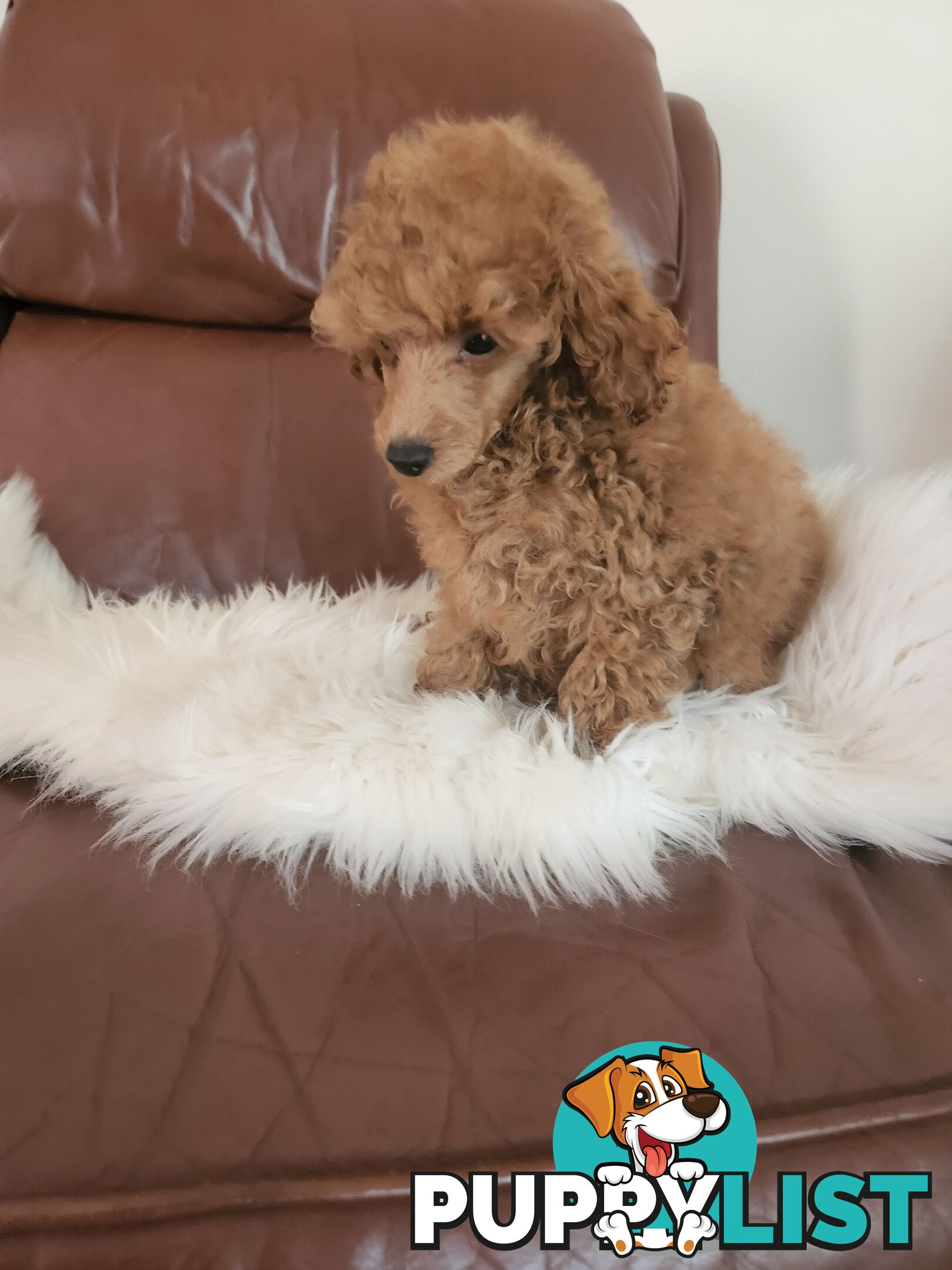 Toy Poodle Pups papered registered with dogs vic Quality