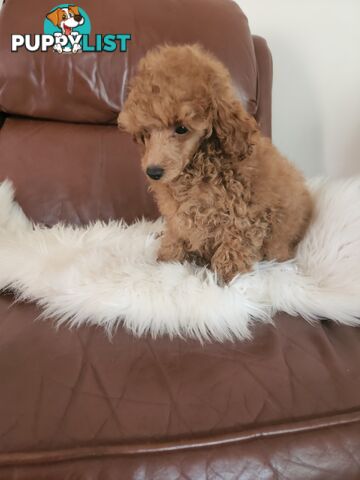 Toy Poodle Pups papered registered with dogs vic Quality